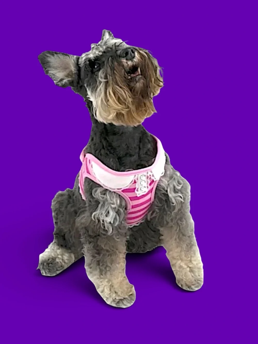 Vibrant Life Pink Stripe Dog Harness
